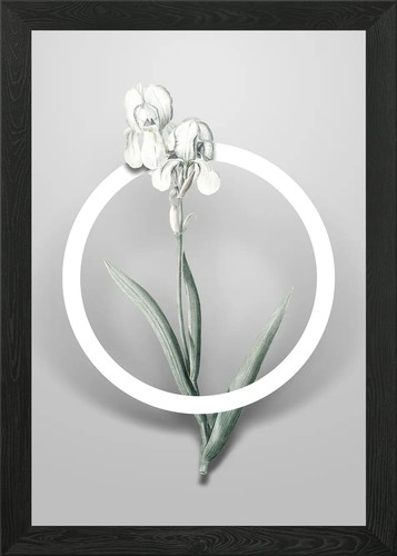 Tall bearded iris flower - bearded,