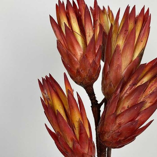 Dried orange protea repens - protea,