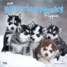 Siberian Husky Puppies  Siberian Husky Welpen 2026   by Browntrout Publishers