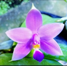 FRAGRANT Phalaenopsis mentawaiensis 'Shape' x 'Fragrance', rare orchid species