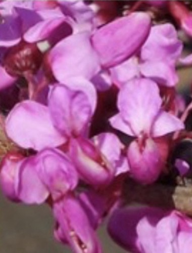 Cercis chinensis chinese - cercis,