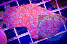 SAF~ ‘WYSIWYG” Bi-color