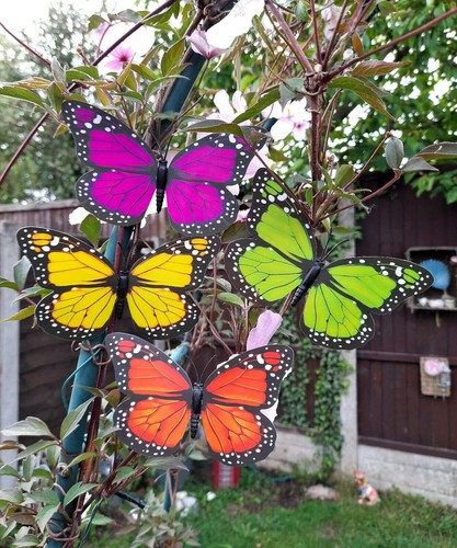 Bright colourful butterfly - bright,
