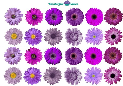 Gerbera flowers purple - gerbera,