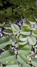 Duckweed And Salvinia auriculata floating plant mix Aquarium Pond 