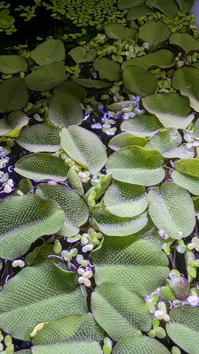 Duckweed and salvinia - and,