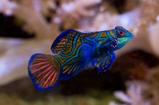 Green Mandarin Goby Reef Safe