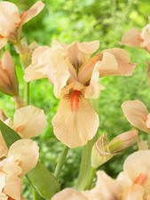 2 Litre Iris