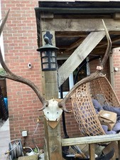 Large Stag Antlers On Hardwood Shield. 81 Cm High, 66 Cm Wide Ant 7