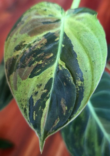 Rare philodendron variegated - philodendron,