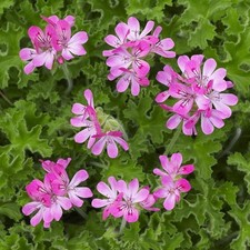 Pink Capitatum Rose Geranium