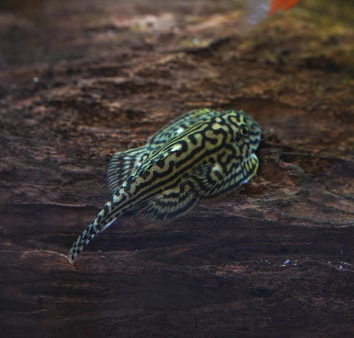 Live fish hillstream - live,