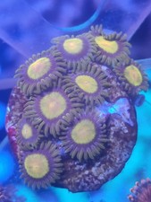 tutti frutti Zoa Frag zoas