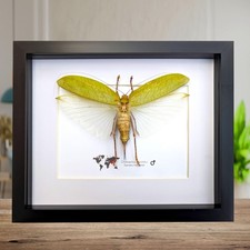 Framed giant asian leaf