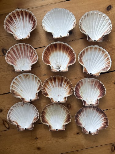 Scallop shells similar - , sizes