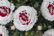 Dianthus Scent First® Coconut