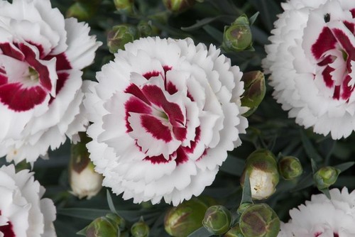 Dianthus scent first coconut - first®,