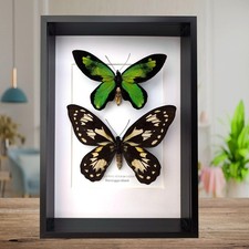 Ornithoptera victoriae