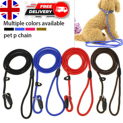 Slip lead leash - lead, dog