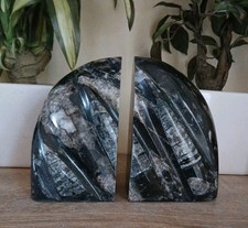 Heavy black marble orthoceras