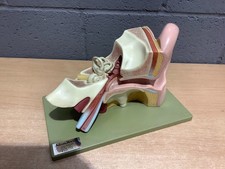 Adam Rouilly  Anatomical Ear Anatomy Model