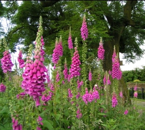 Foxglove digitalis dalmatian - digitalis,