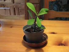 Euphorbia Milii - 'Crown of