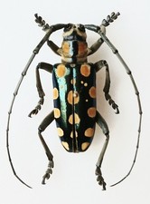 Anoplophora Species Longhorn
