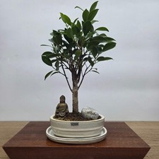 Ficus Microcarpa (Banyan Fig)