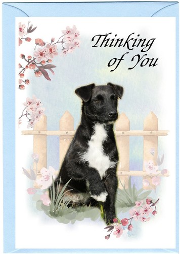 Patterdale terrier dog x - patterdale,