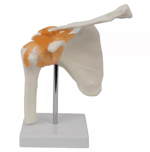 Life size shoulder joint - life,