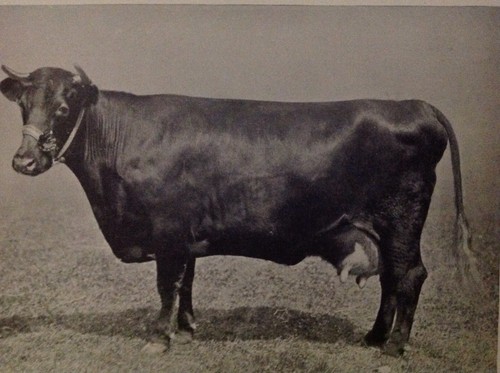 C1910 print lincolnshire red - c1910,,
