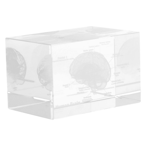 Transparent crystal brain - transparent,