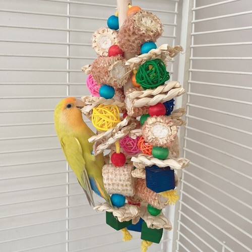 Large parrot chewing - chewing, toy
