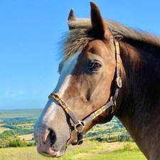 POLO English Leather