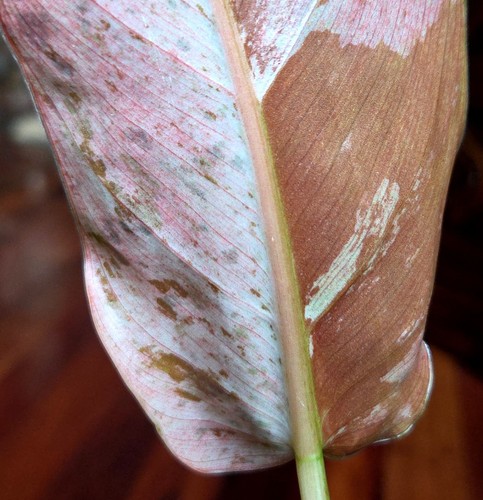 Rare philodendron pink flush - pink,