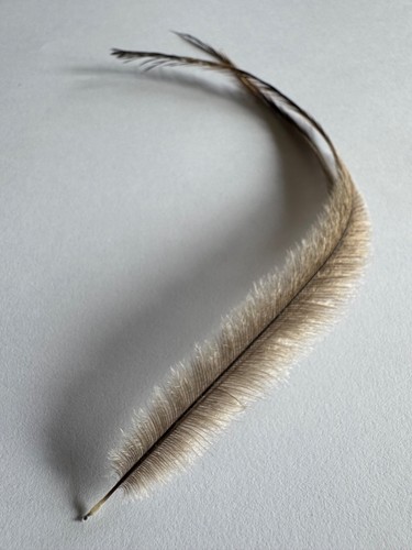 Naturally shed emu feathers - shed,