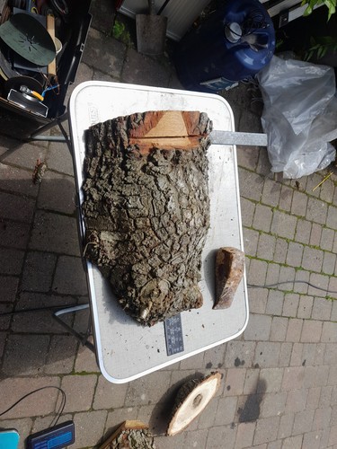 Oak burr for - oak, wood