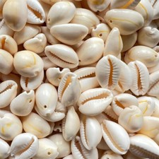 100X Small Bulk Cut Sea Shell
