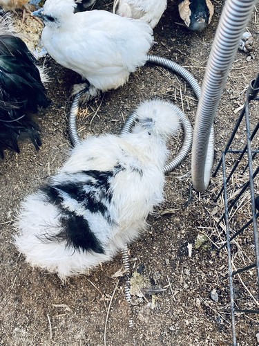 Show quality silkie - silkie, chicken