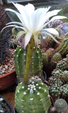 Echinopsis Subdenudata X