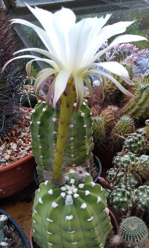 Echinopsis subdenudata - subdenudata, x