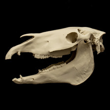 Horse Skull Replica Equine