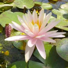 Nymphaea "Catchwater Dream" Water Lily Pond Plant