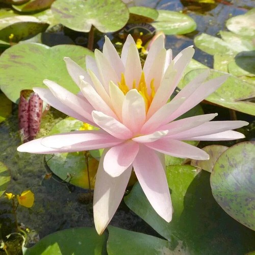 Nymphaea catchwater dream - nymphaea, "catchwater