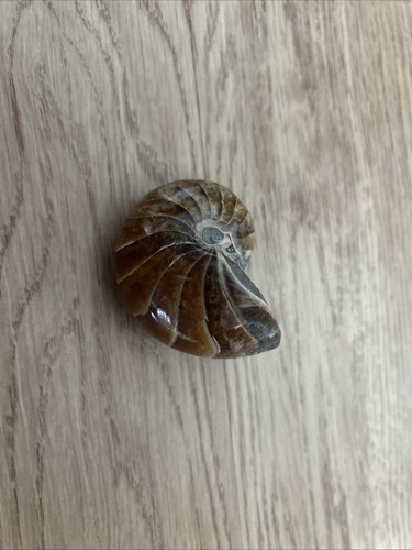 Nautilus fossil 6cm 5cm - x, x