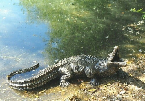 Baby crocodile garden ornament - garden,