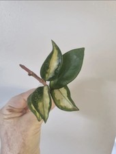 Hoya Carnosa Tricolor | Well