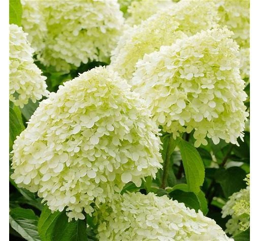 Hydrangea paniculata