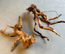 Azalea roots terrarium - xs,